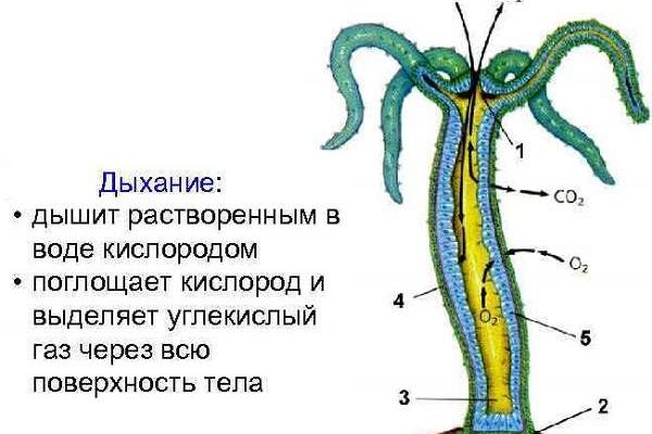 Кракен мп